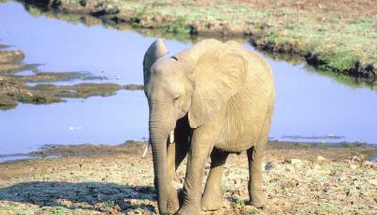 NA/AbleStock.com/Getty Images