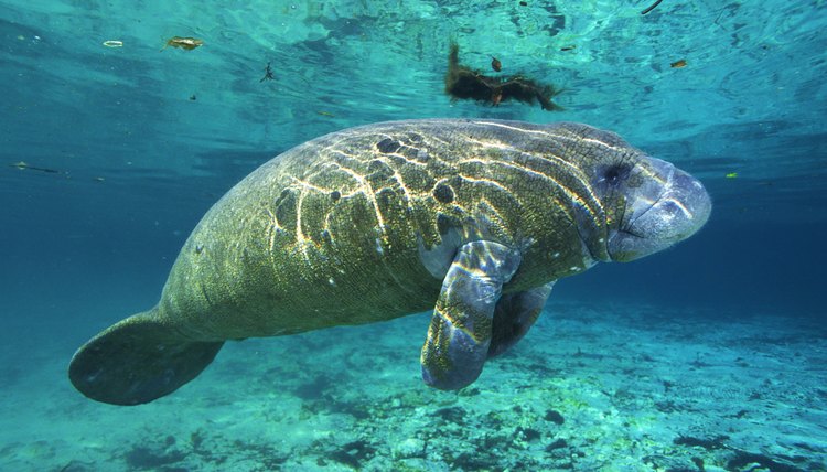 Aquariums hire biology majors to work with marine animals.