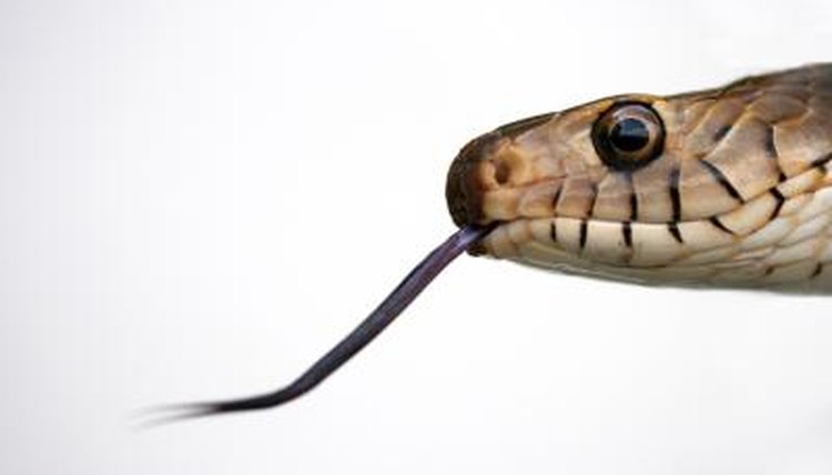 Visage/Stockbyte/Getty Images