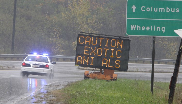 Police Hunt Down Dozens Of Exotic Animals On Loose From Wildlife Preserve