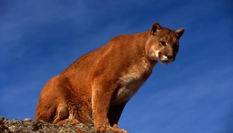 What Climate Do Mountain Lions Live In? | Animals - mom.me