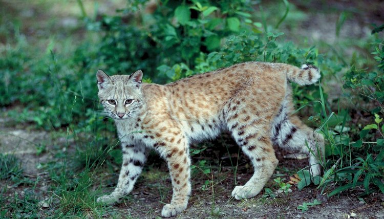 Information on Bobcats for Kids | Sciencing