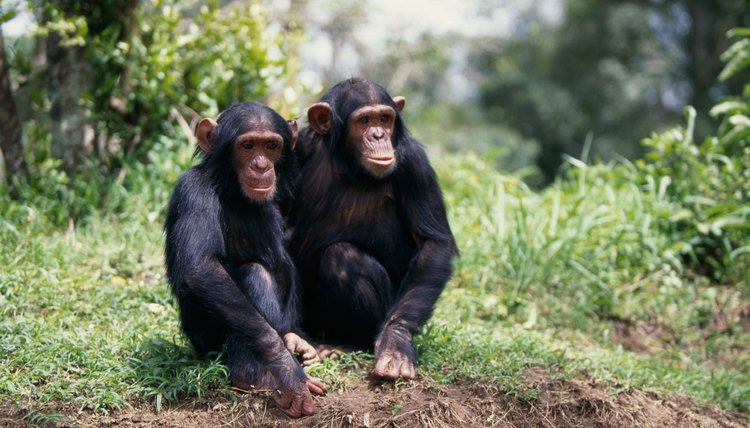 life expectancy of chimpanzee in captivity