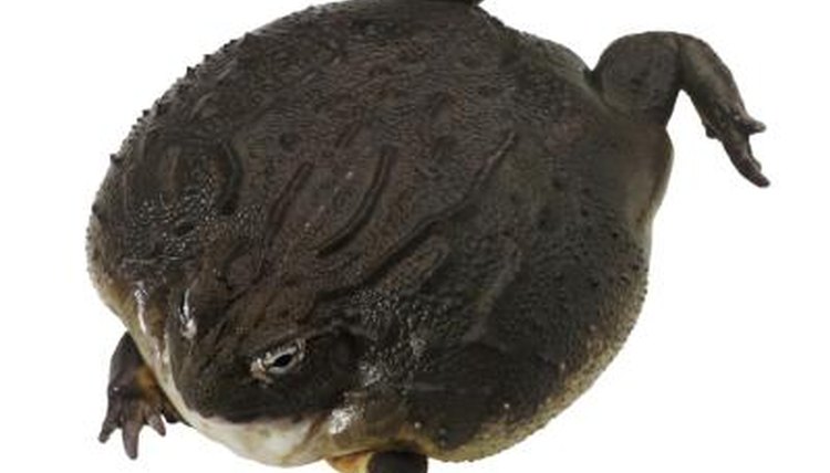 the west african goliath frog is the only species known to be