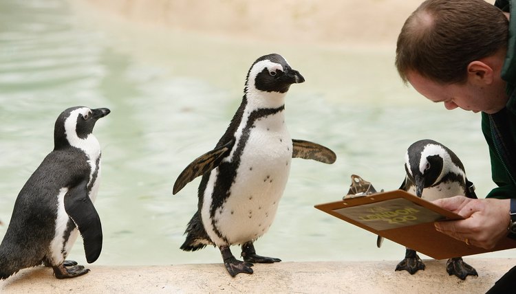 London Zoo Holds Its Annual Animal Stocktake