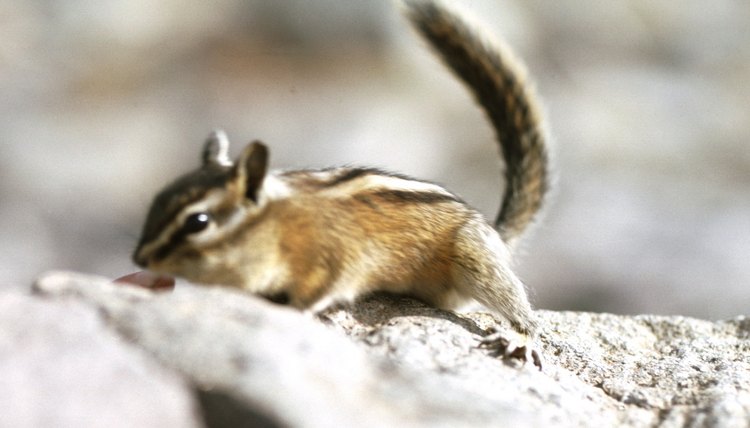 How to Tell If the Chipmunk Is Male or Female | Animals - mom.me