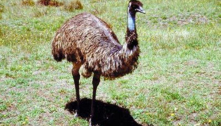 The Habitat of an Emu | Animals - mom.me