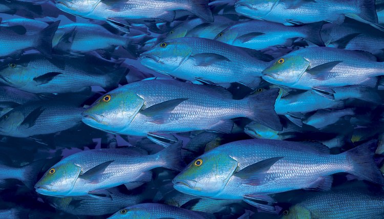School of fish