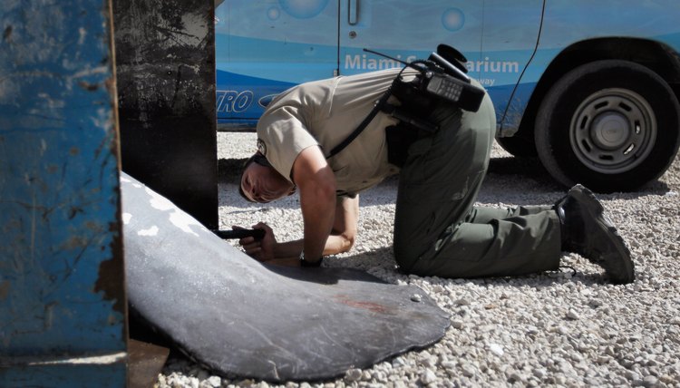 Young Male Manatees Flock To Dead Manatee Calf