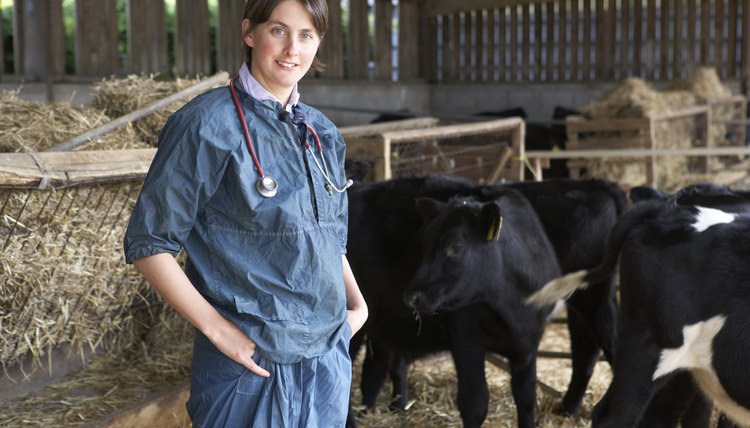 Portrait Of Vet In Barn With Cattle