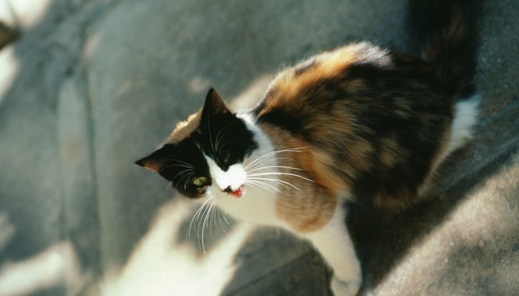Calico kitten on sidewalk