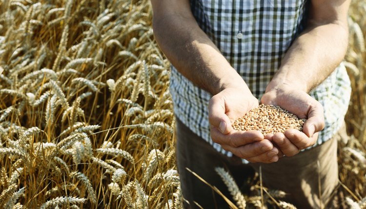 Man Standing in a Wheat Field Holding Wheat Grain in His Cupped Hands