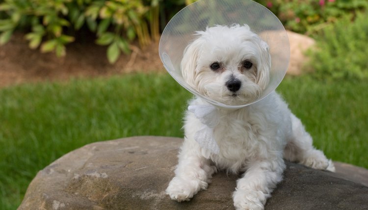 Zina Seletskaya/iStock/Getty Images