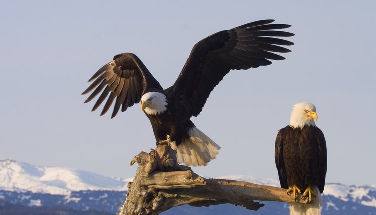 Doug Lloyd/iStock/Getty Images