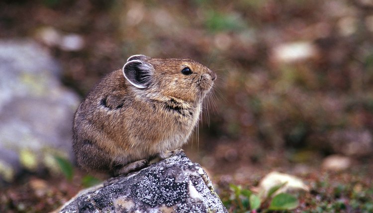 What Kind Of Plants Live In The Alpine Tundra