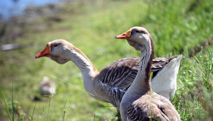 What Are The Different Types Of Geese? | Sciencing