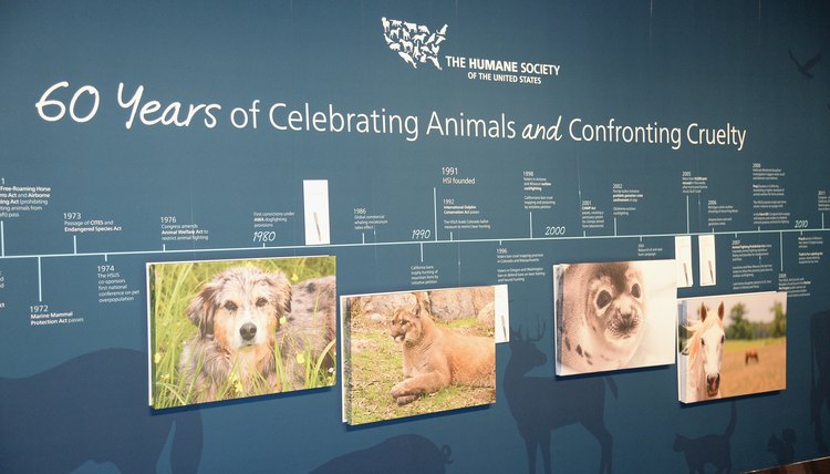 Humane Society Of The United States 60th Anniversary Gala - Red Carpet