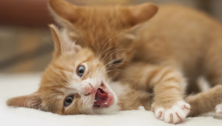 fogaas/iStock/Getty Images
