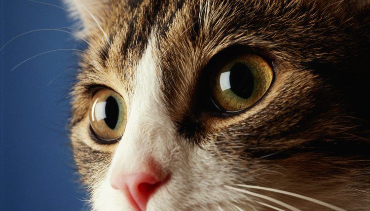 Why Cats' Eyes Get Big at Night | Animals - mom.me