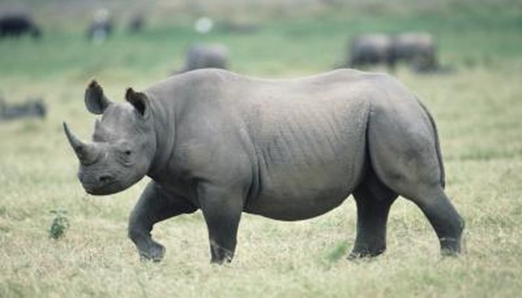 Why Do Rhinos Have Thick Skin? | Animals - mom.me