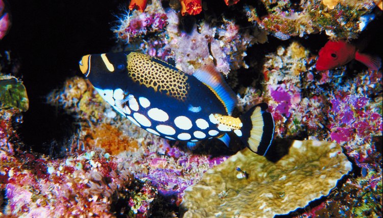 Marine biology students take general science courses as well as those that focus on marine topics.