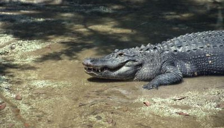 crocodile hiss