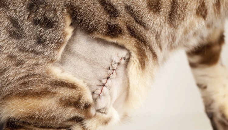 cat-spay-incision-healing-process-cat-meme-stock-pictures-and-photos