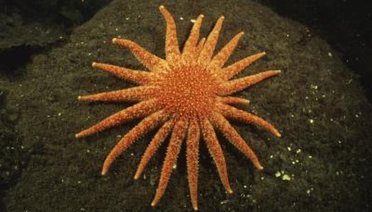 Largest Starfish In The World Animals Mom me