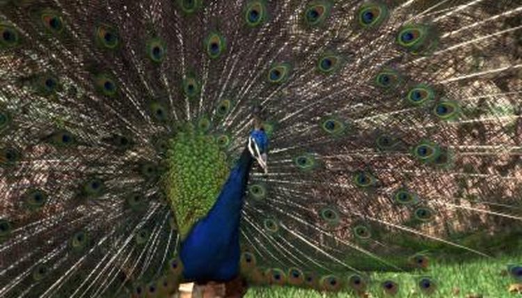 Why do peacocks show their feathers?
