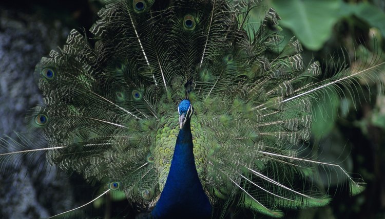 Anup Shah/Photodisc/Getty Images