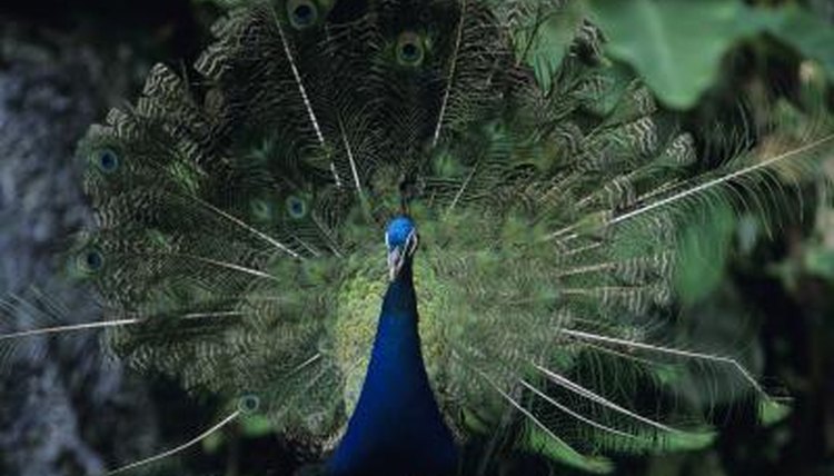 Anup Shah/Photodisc/Getty Images