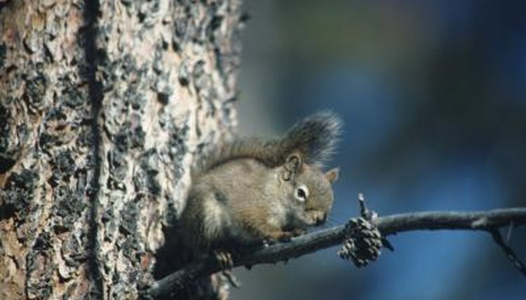 Do Squirrels Spray? Animals mom.me