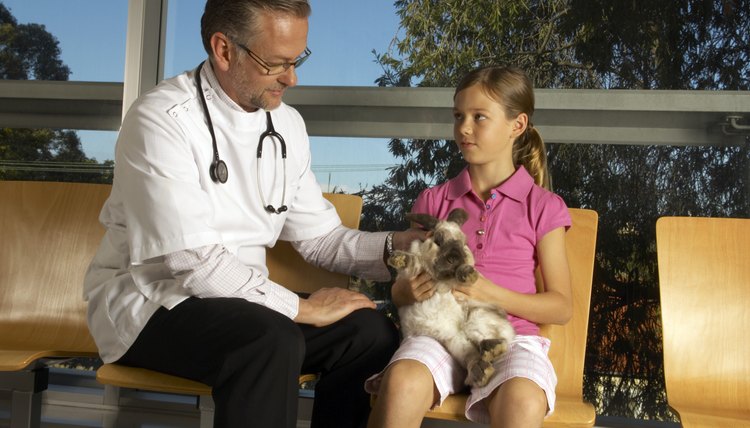 Male vet looking at girl's (9-11) pet rabbit in waiting room