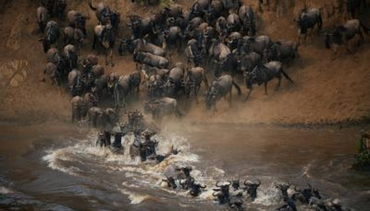 Anup Shah/Digital Vision/Getty Images