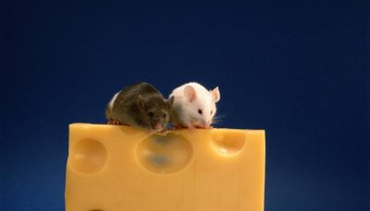Why do mice squeak?