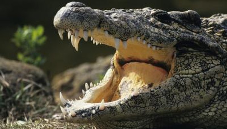Alligators Mouth 75