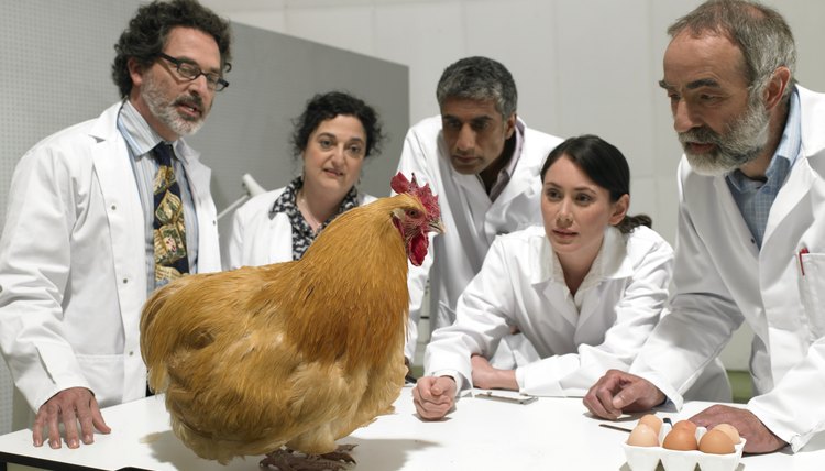 Science Projects With Chickens | Sciencing