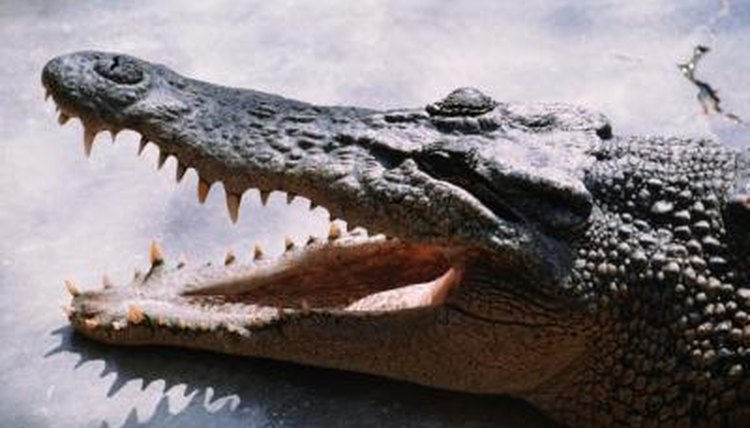 How strong are crocodile jaws?