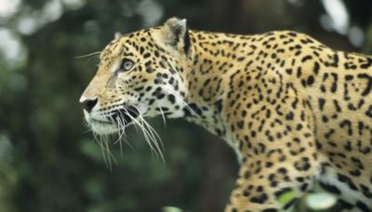 What do jaguars eat in the rainforest?