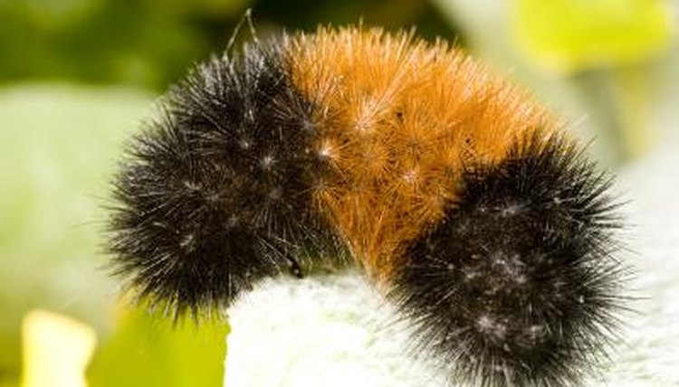 Different Kinds Of Fuzzy Caterpillars Animals Mom me