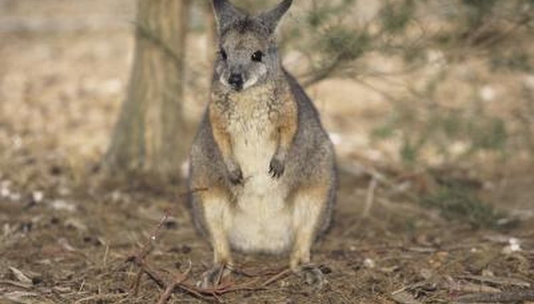 difference-between-a-wallaby-wallaroo-animals-mom-me