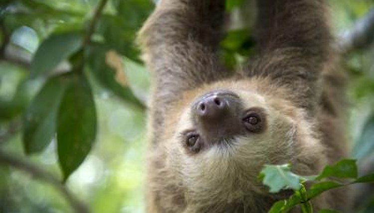 Two Toed Sloths Diet And What They Eat