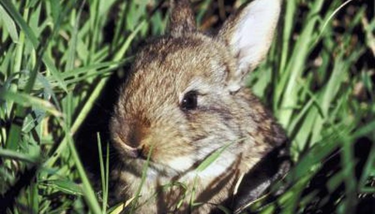 Can rabbits see in the dark?