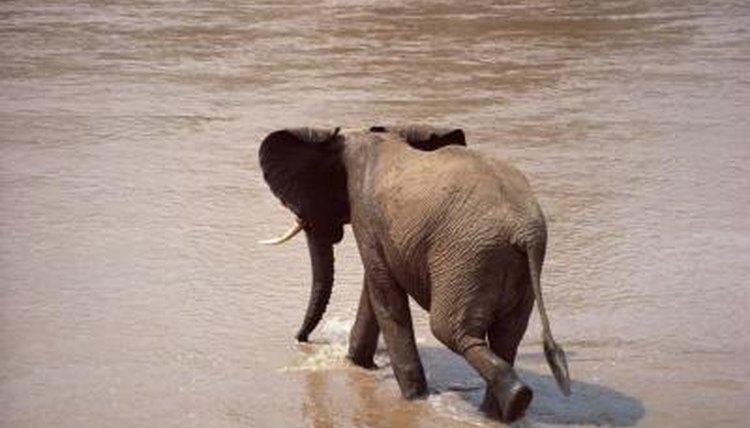 The Life Span of Elephants | Animals - mom.me