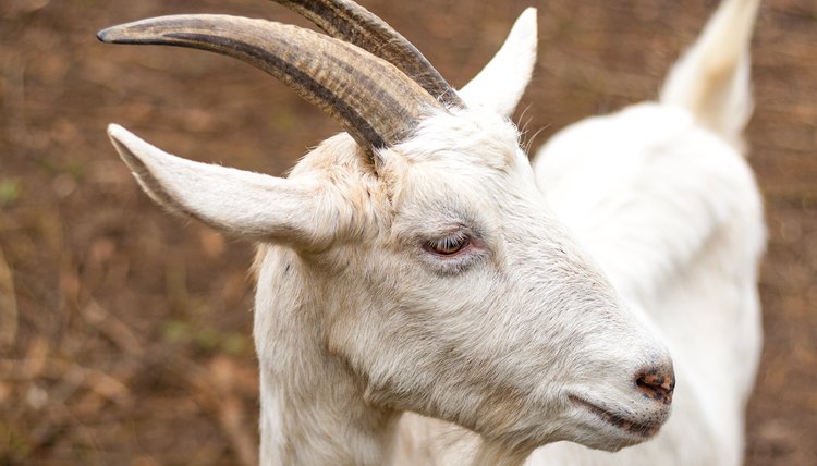 how-to-trim-a-goat-s-horns-animals-mom-me