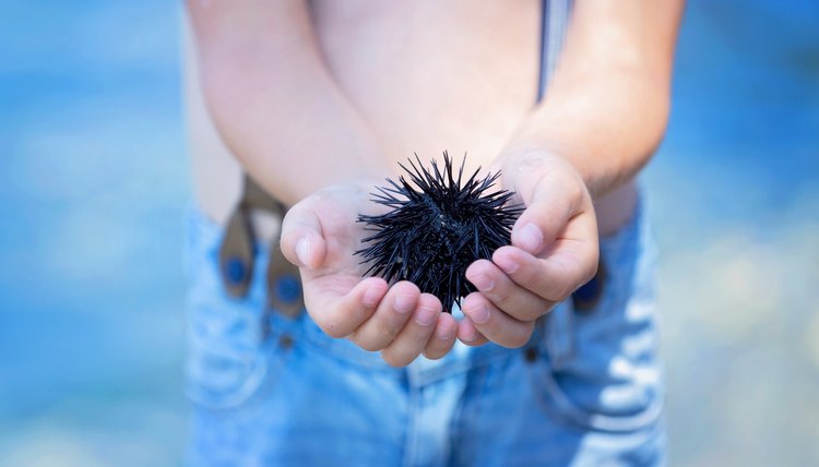 Sea Urchin Information for Kids | Animals - mom.me