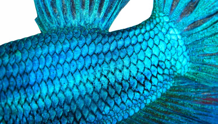 Do Fish Have Scales On Their Fins