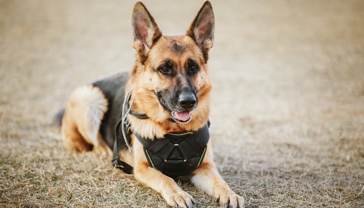 How to Donate a Dog for Law Enforcement | Animals - mom.me
