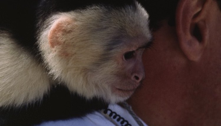 How to Adopt a Baby Monkey Animals mom.me