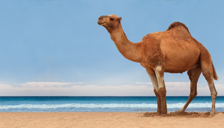 How Much Water Can a Camel Drink? | Animals - mom.me